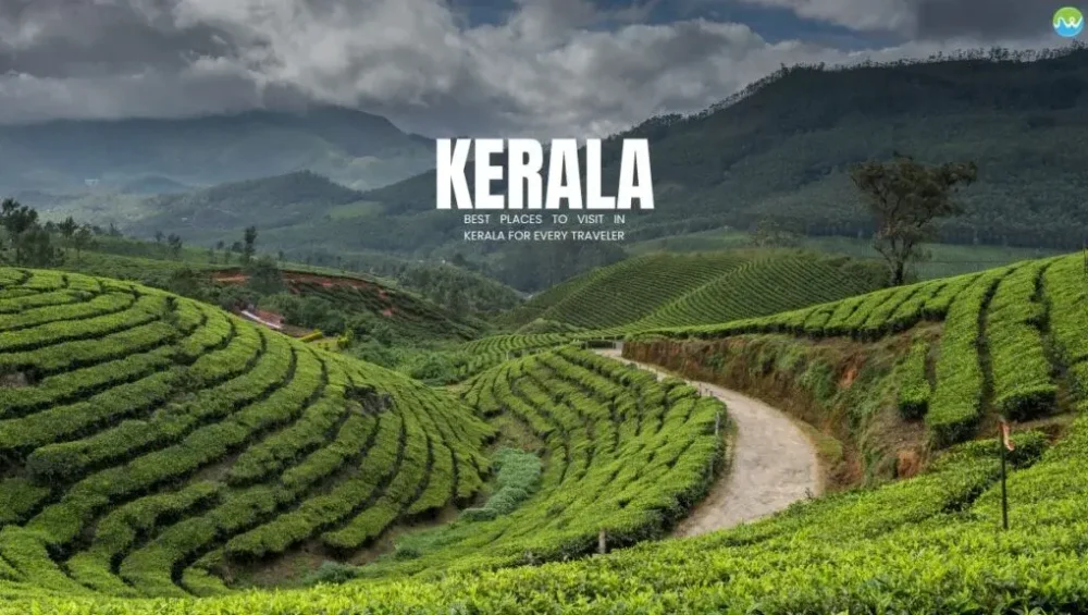 Kerala tea plantations surrounded by scenic mountains