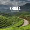 Kerala tea plantations surrounded by scenic mountains